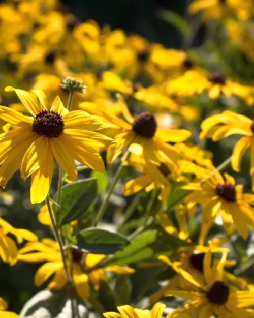 Rudbeckia subtomentosa, Schwachfilziger Sonnehut