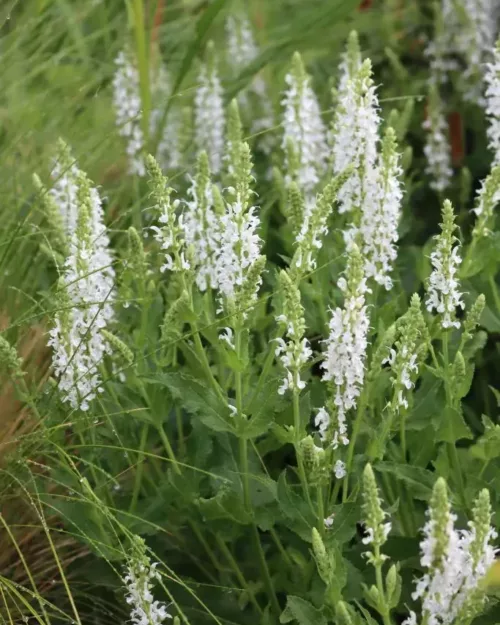 Salvia nemorosa 'Adrian' - Steppen-Salbei