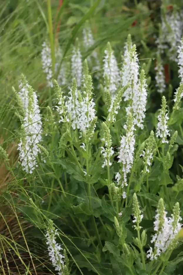 Salvia nemorosa 'Adrian' - Steppen-Salbei