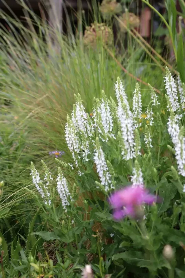 Salvia nemorosa 'Adrian' - Steppen-Salbei