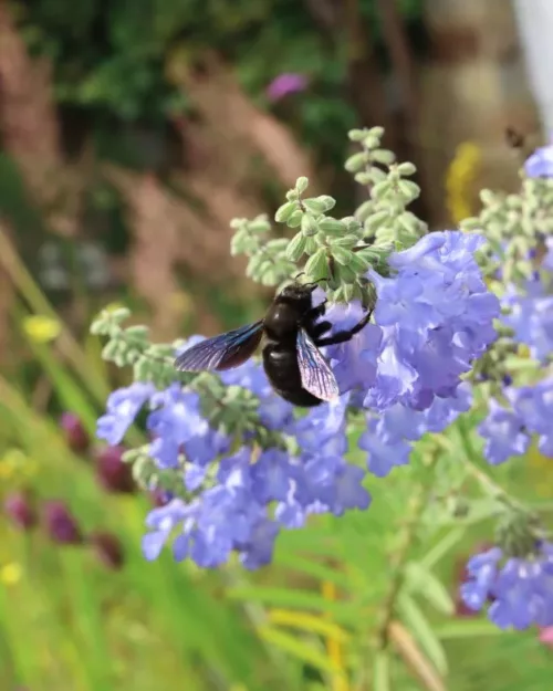 Salvia azurea 'Grandiflora', Prärie-Salbei