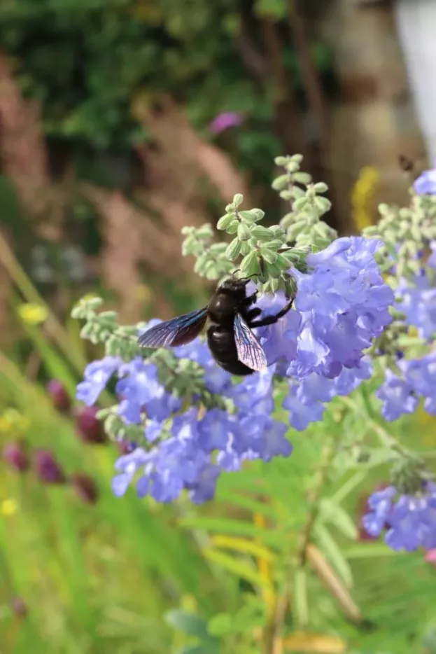 Salvia azurea 'Grandiflora', Prärie-Salbei