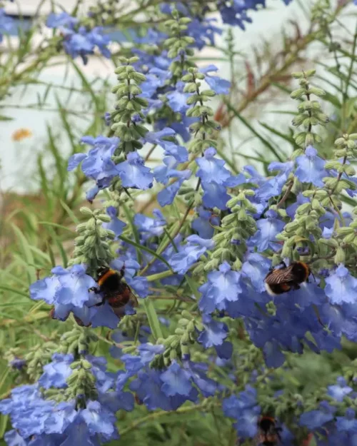 Salvia azurea 'Grandiflora', Prärie-Salbei