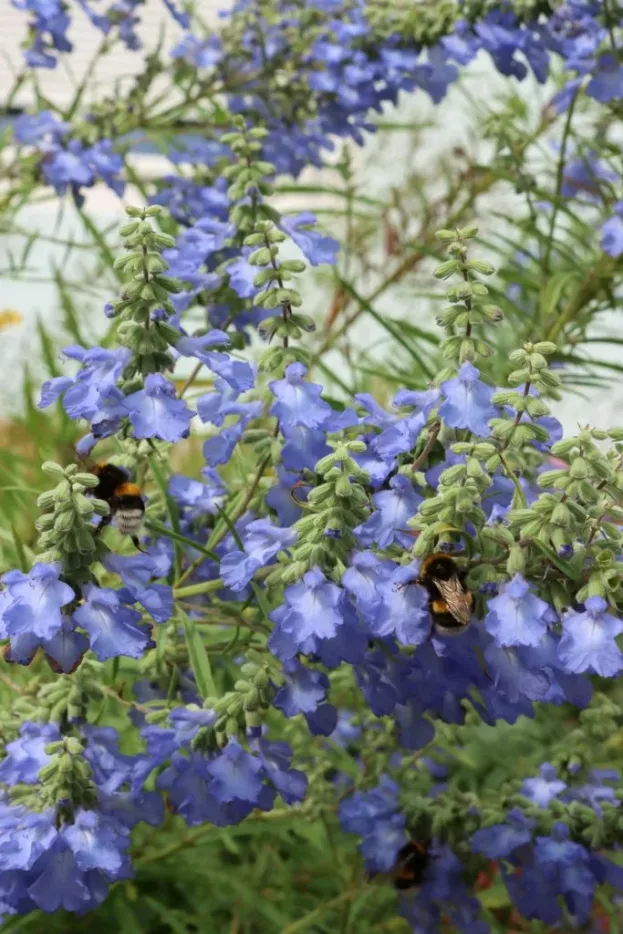 Salvia azurea 'Grandiflora', Prärie-Salbei