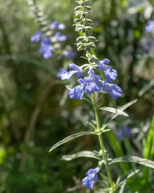 Salvia azurea 'Grandiflora', Prärie-Salbei