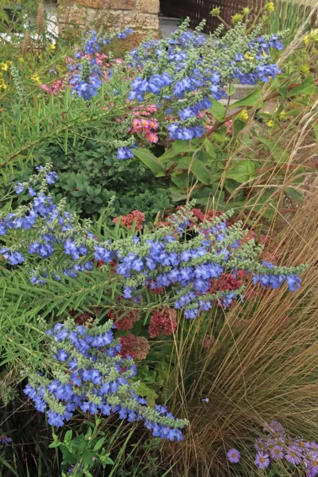 Salvia azurea 'Grandiflora', Prärie-Salbei