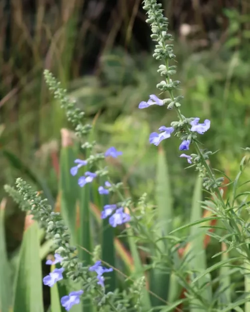 Salvia azurea 'Grandiflora', Prärie-Salbei