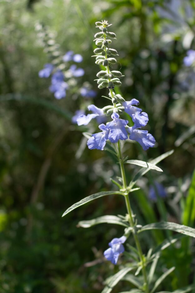 Salvia azurea 'Grandiflora', Prärie-Salbei