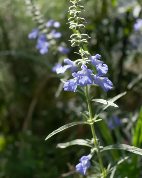 Salvia azurea 'Grandiflora', Prärie-Salbei