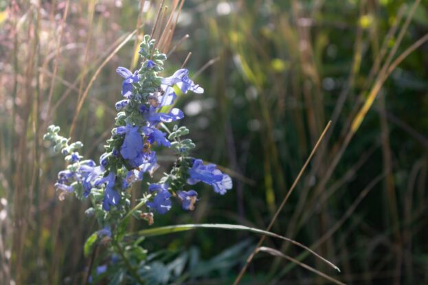 Salvia azurea 'Grandiflora', Prärie-Salbei