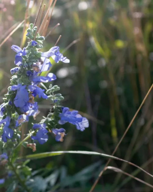 Salvia azurea 'Grandiflora', Prärie-Salbei