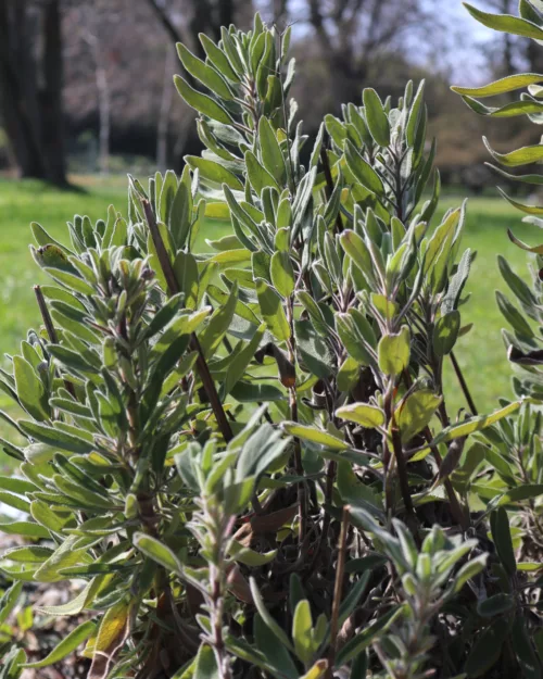 Salvia candelabrum