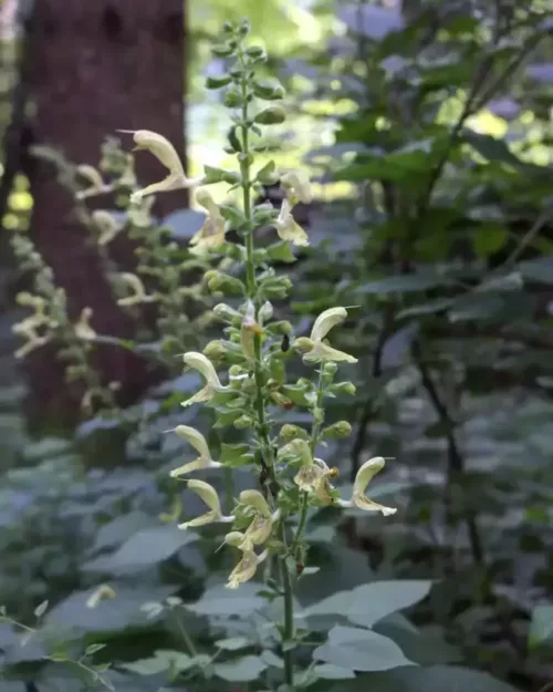 Salvia glutinosa, Wald-Salbei