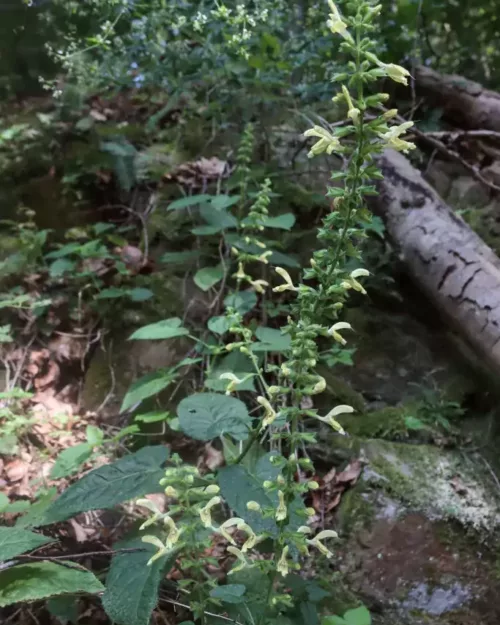 Salvia glutinosa 4 jpg