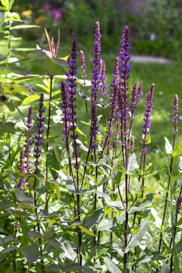 Salvia nemorosa 'Caradonna', Steppensalbei