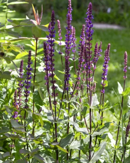 Salvia nemorosa 'Caradonna', Steppensalbei