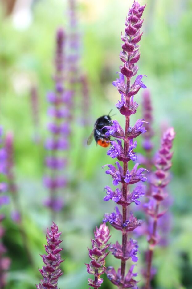 Salvia nemorosa 'Caradonna', Steppensalbei