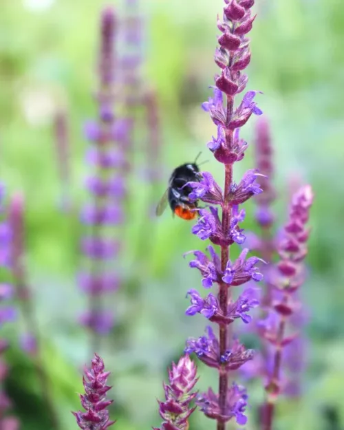 Salvia nemorosa 'Caradonna', Steppensalbei