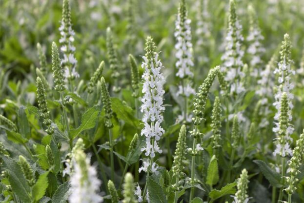 Salvia nemorosa 'Adrian' - Steppen-Salbei