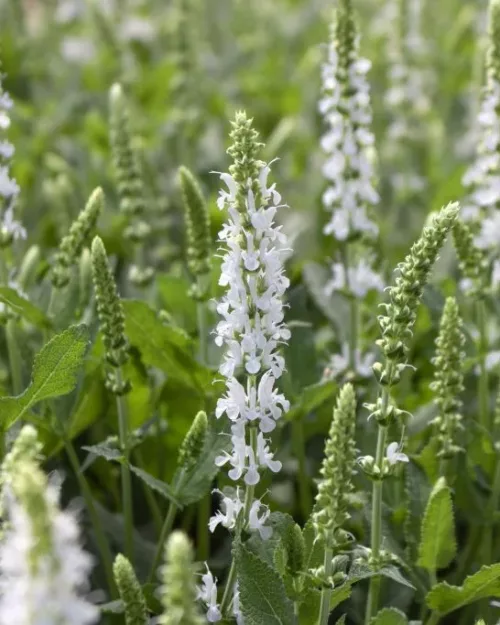 Salvia nemorosa 'Adrian' - Steppen-Salbei