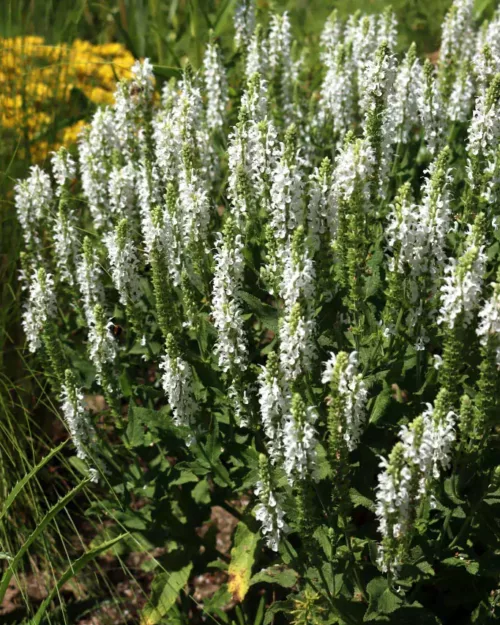 Salvia nemorosa 'Adrian' - Steppen-Salbei