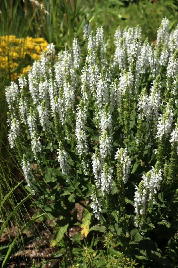 Salvia nemorosa 'Adrian' - Steppen-Salbei