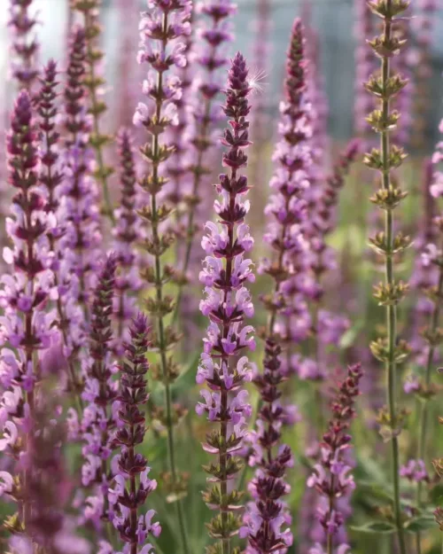Salvia nemorosa 'Amethyst' - Steppensalbei