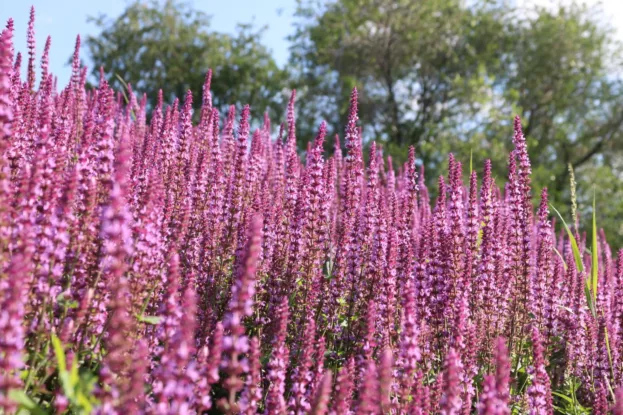 Salvia nemorosa 'Amethyst', Steppen-Salbei