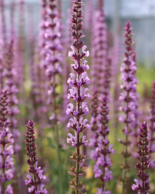 Salvia nemorosa 'Amethyst' - Steppensalbei