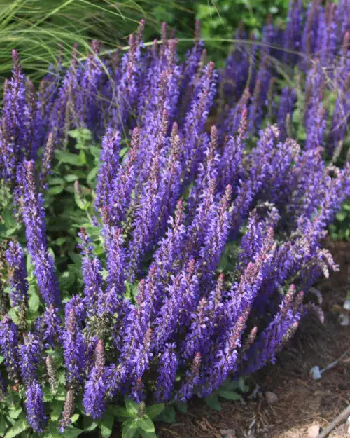 Steppen-Salbei 'Marcus', Salvia nemorosa 'Marcus'
