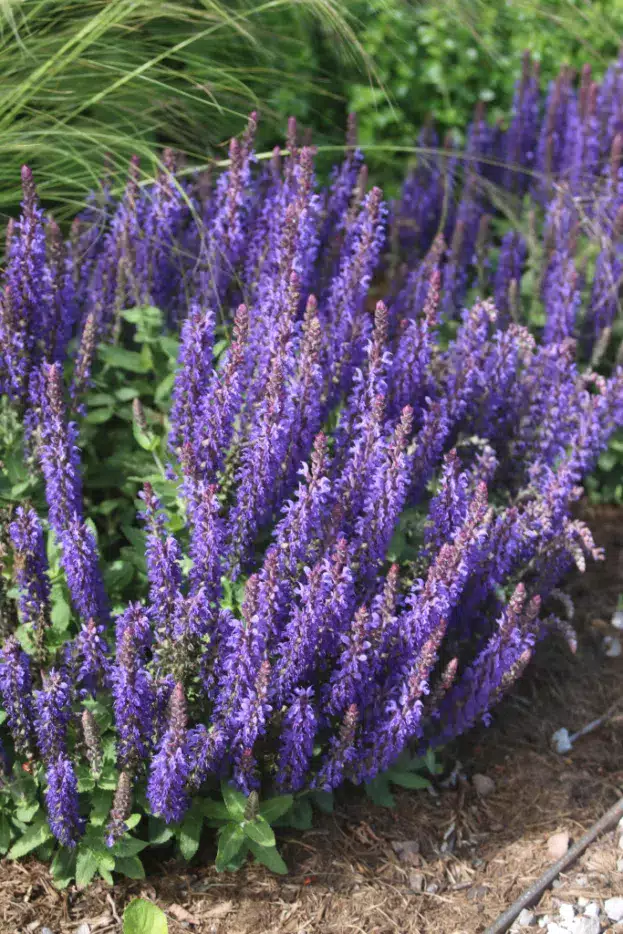Steppen-Salbei 'Marcus', Salvia nemorosa 'Marcus'