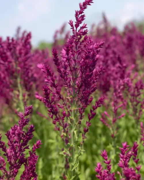 Salvia nemorosa Schwellenburg - Steppensalbei