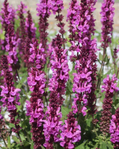 Salvia nemorosa 'Sensation Deep Rose' - Steppensalbei