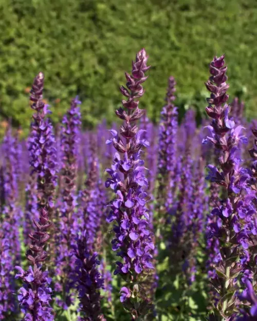 Salvia nemorsa 'Ostfriesland', Steppen-Salbei