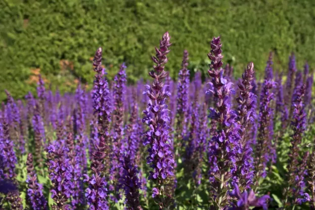 Salvia nemorsa 'Ostfriesland', Steppen-Salbei