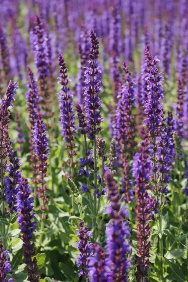 Salvia nemorsa 'Ostfriesland', Steppen-Salbei