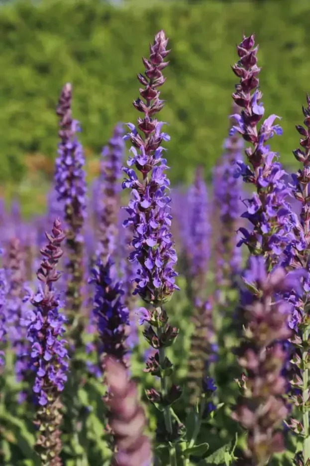 Salvia nemorsa 'Ostfriesland', Steppen-Salbei
