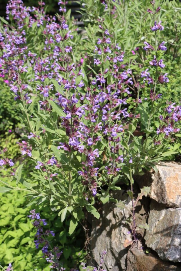 Salvia officinalis, Echter Salbei