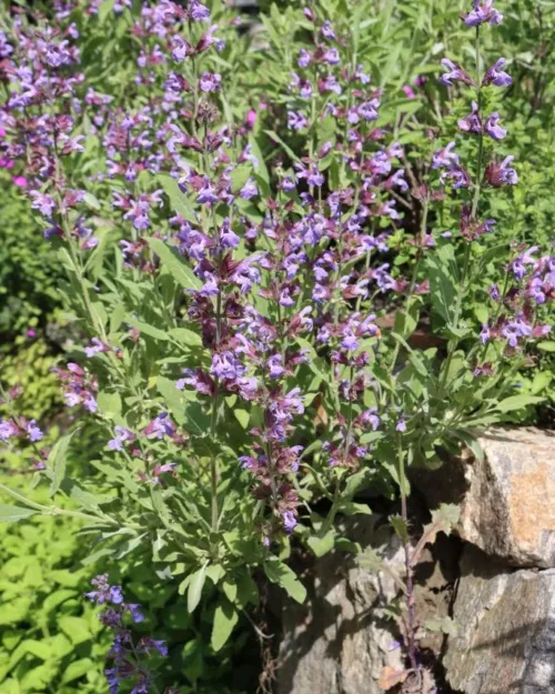 Salvia officinalis, Echter Salbei