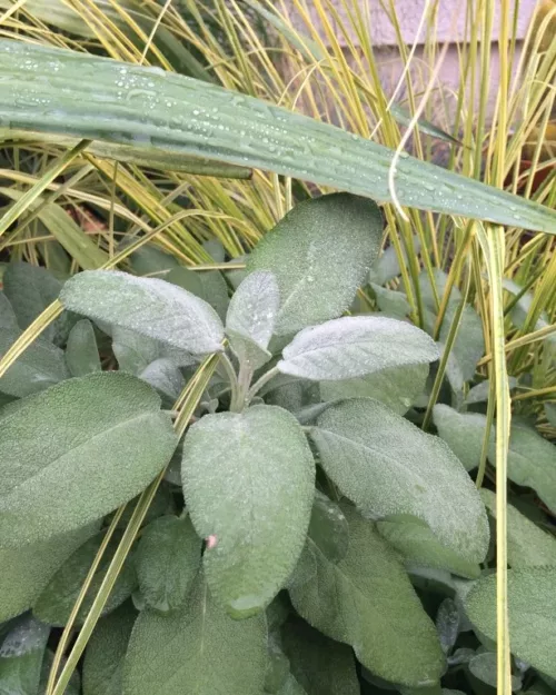 Salvia officinalis 'Berggarten', Echter Salbei