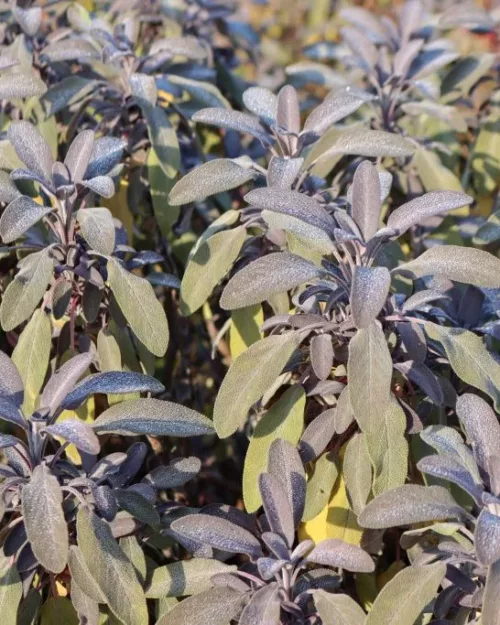 Salvia officinalis 'Purpurascens', Purpur-Küchensalbei