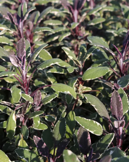 Salvia officinalis 'Tricolor', Echter Salbei