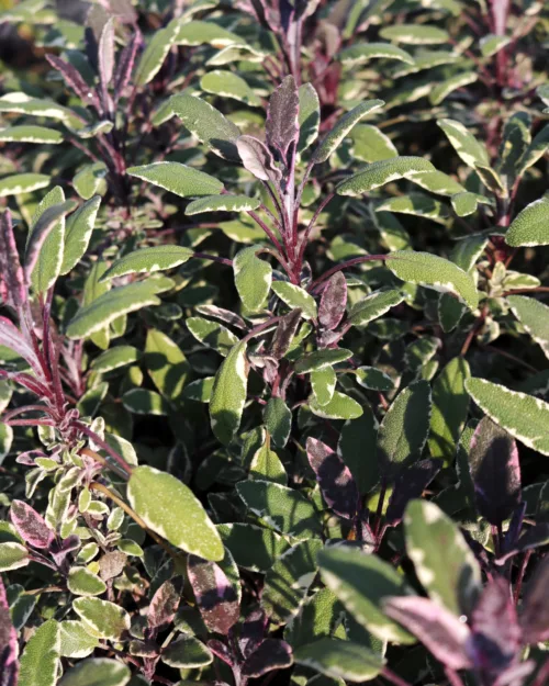 Salvia officinalis 'Tricolor', Echter Salbei
