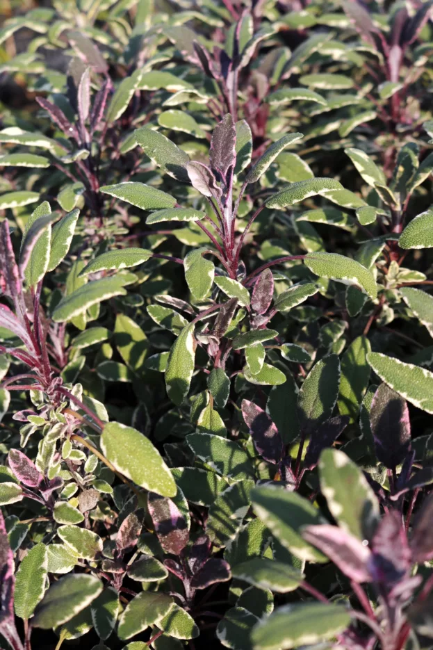 Salvia officinalis 'Tricolor', Echter Salbei