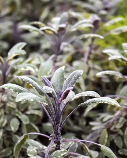 Salvia officinalis 'Tricolor', Echter Salbei