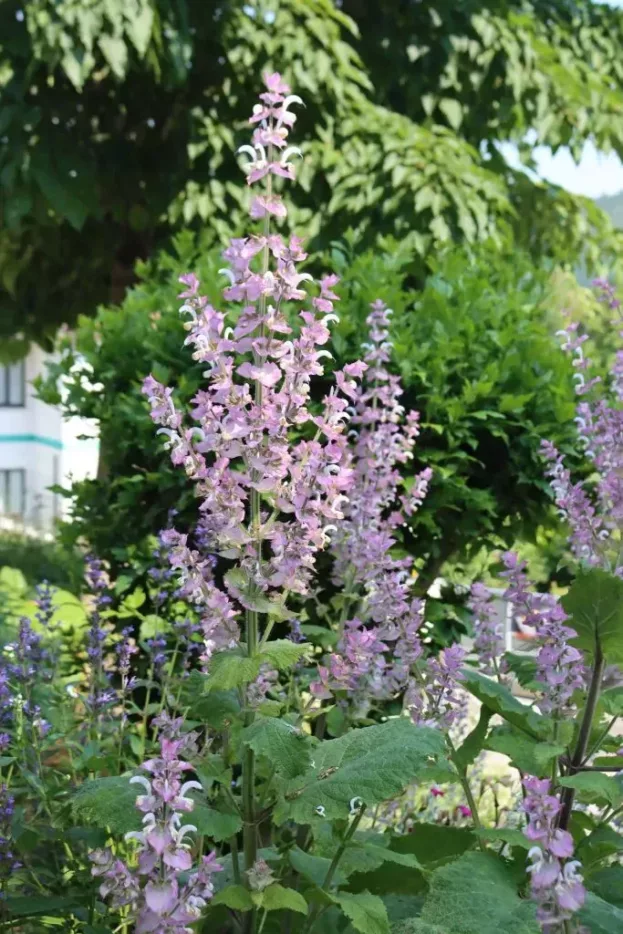 Salvia sclarea, Muskateller-Salbei