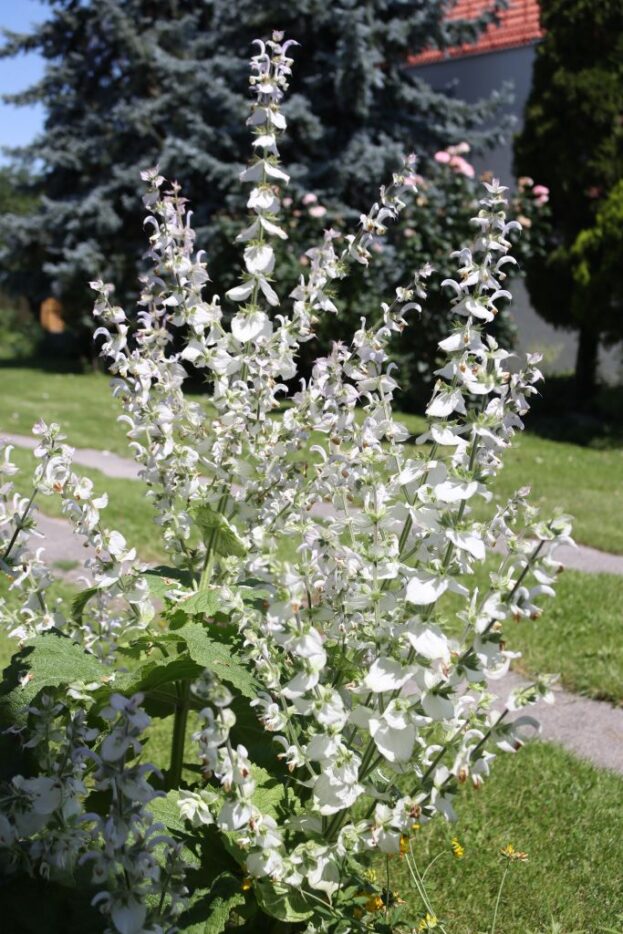 Salvia sclarea 'Vatican White', Weißer Muskateller-Salbei