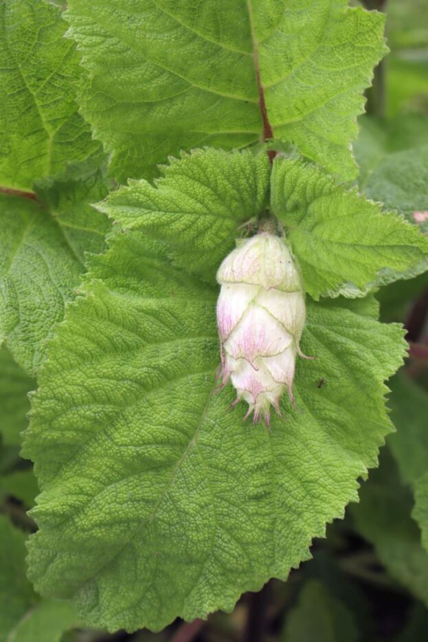 Salvia sclarea, Muskateller-Salbei