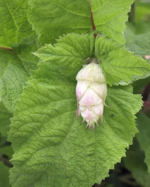 Salvia sclarea, Muskateller-Salbei
