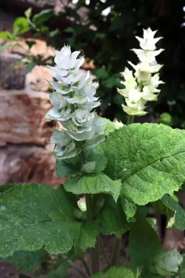 Salvia sclarea 'Vatican White', Weißer Muskateller-Salbei